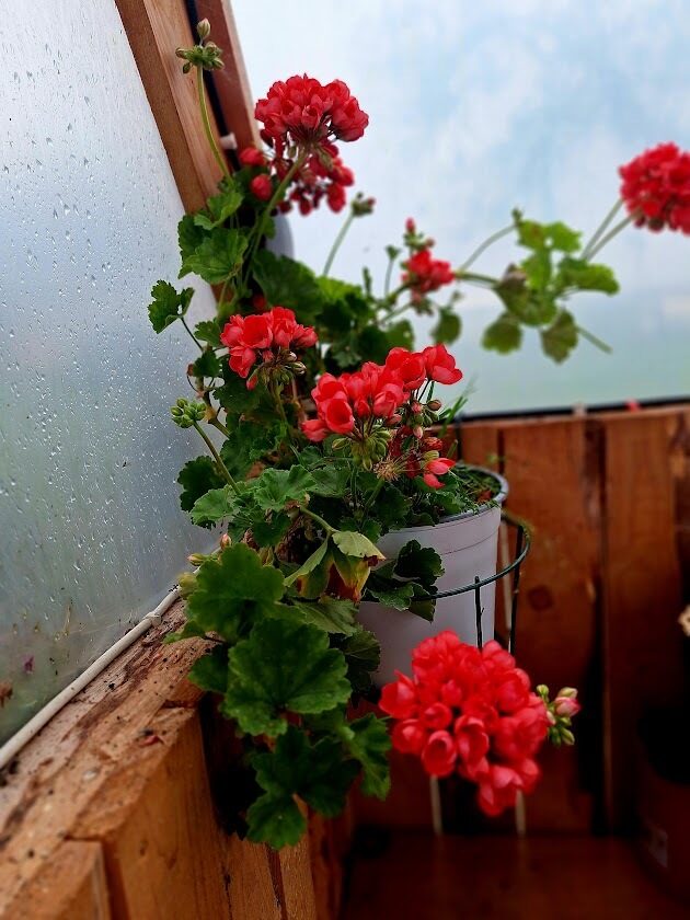  Tulpju pelargonija‘’Red Pandora’’